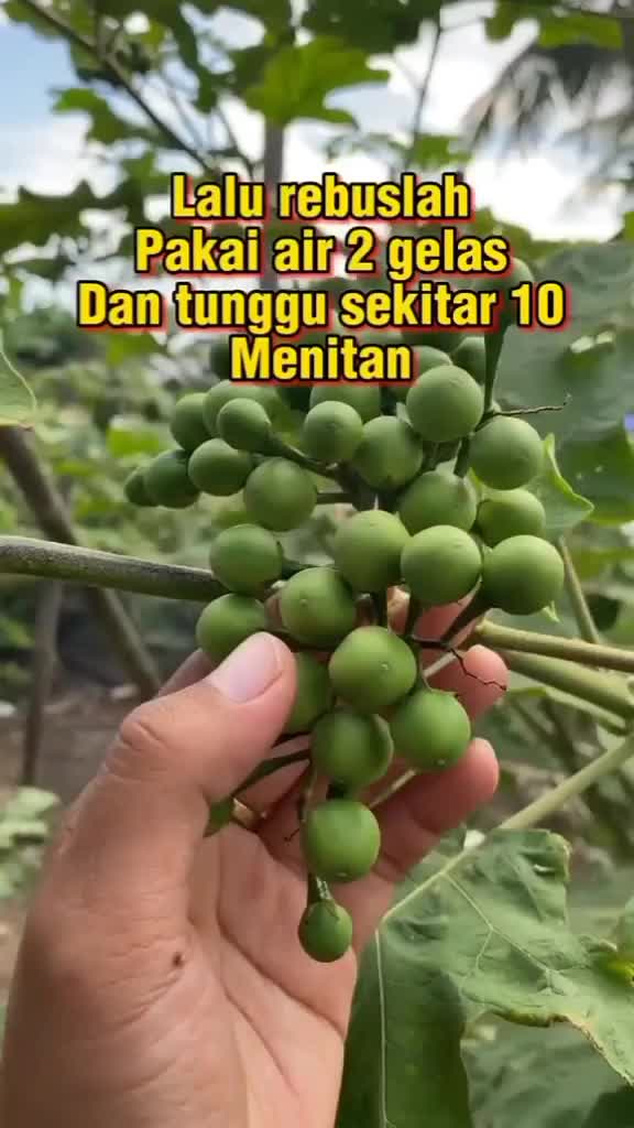 manfaat takokak
