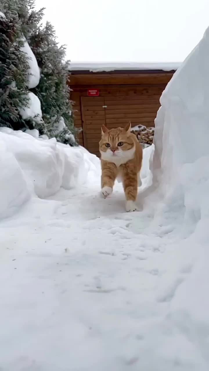 Oyen sang penakhluk salju