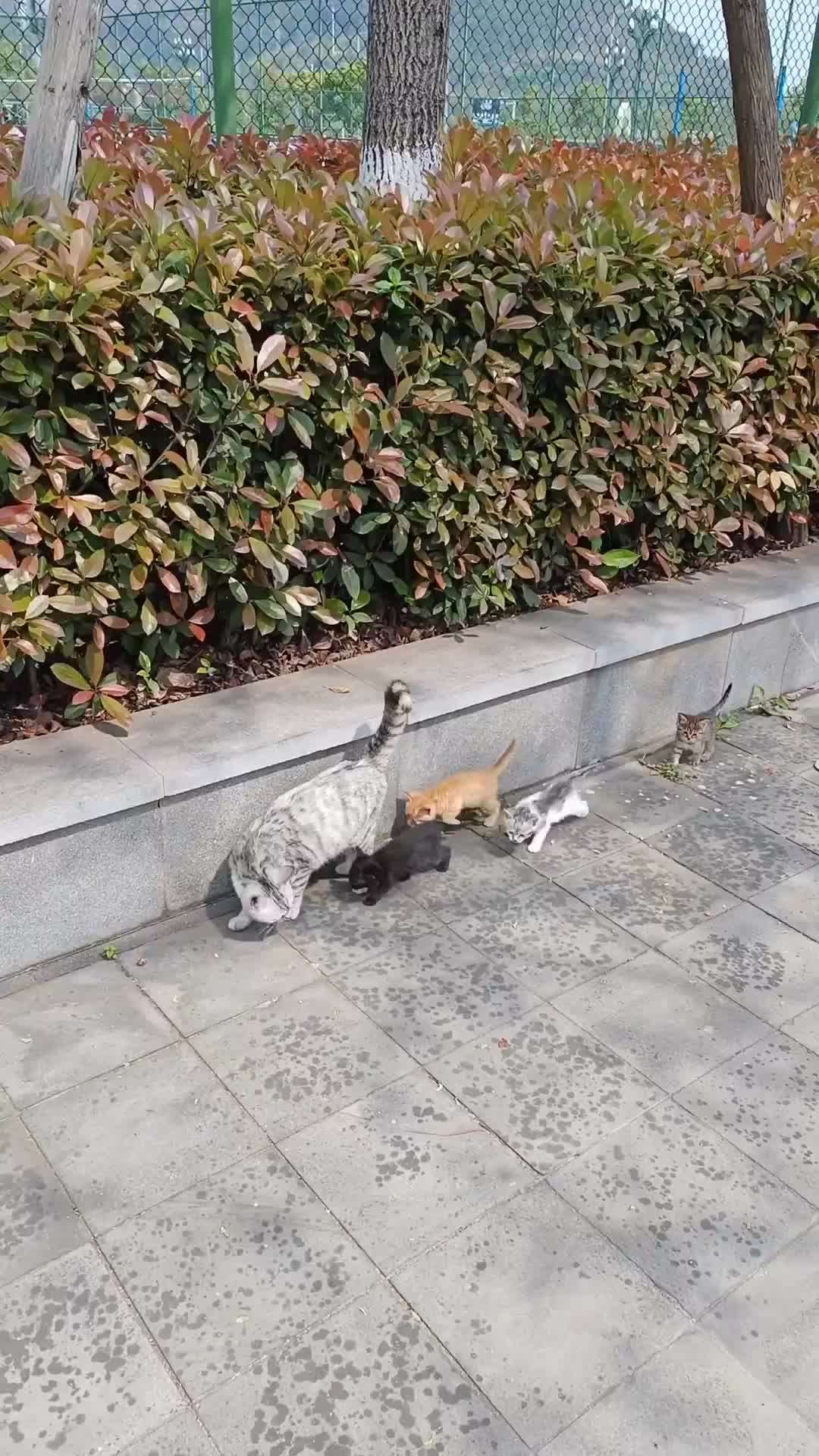 Mak nya abu anaknya 4 beda warna semua hahah