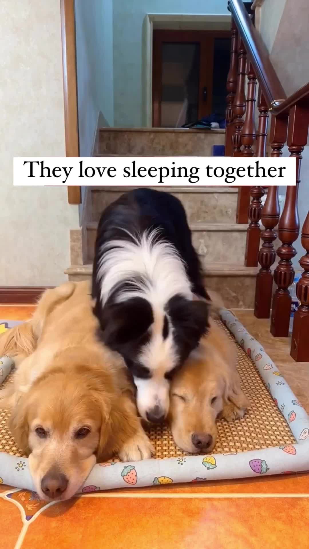 lucunya tidur bertiga