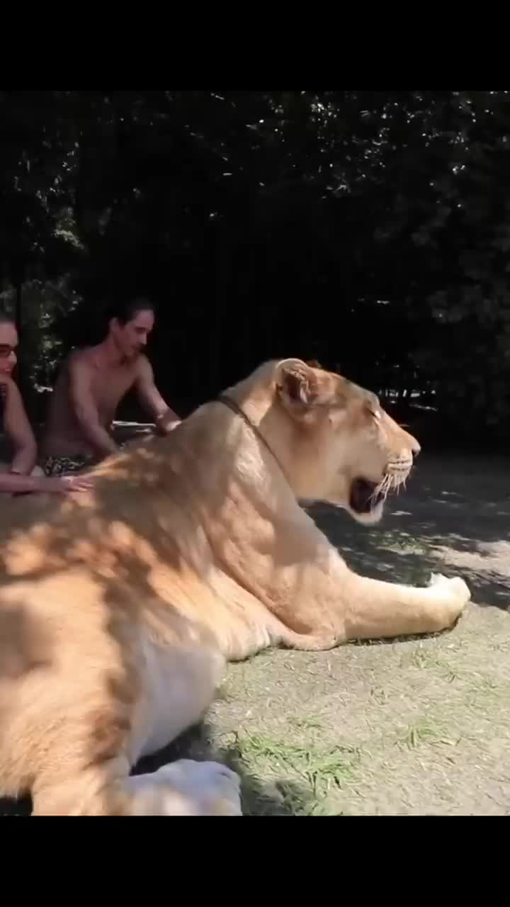 liger adalah kucing terbesar.