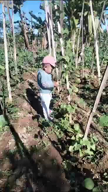 arzan pinter lagi disawah lgi panen sayur bucis