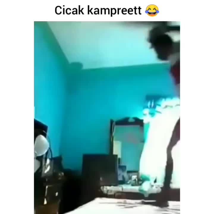 Cicak betingkah