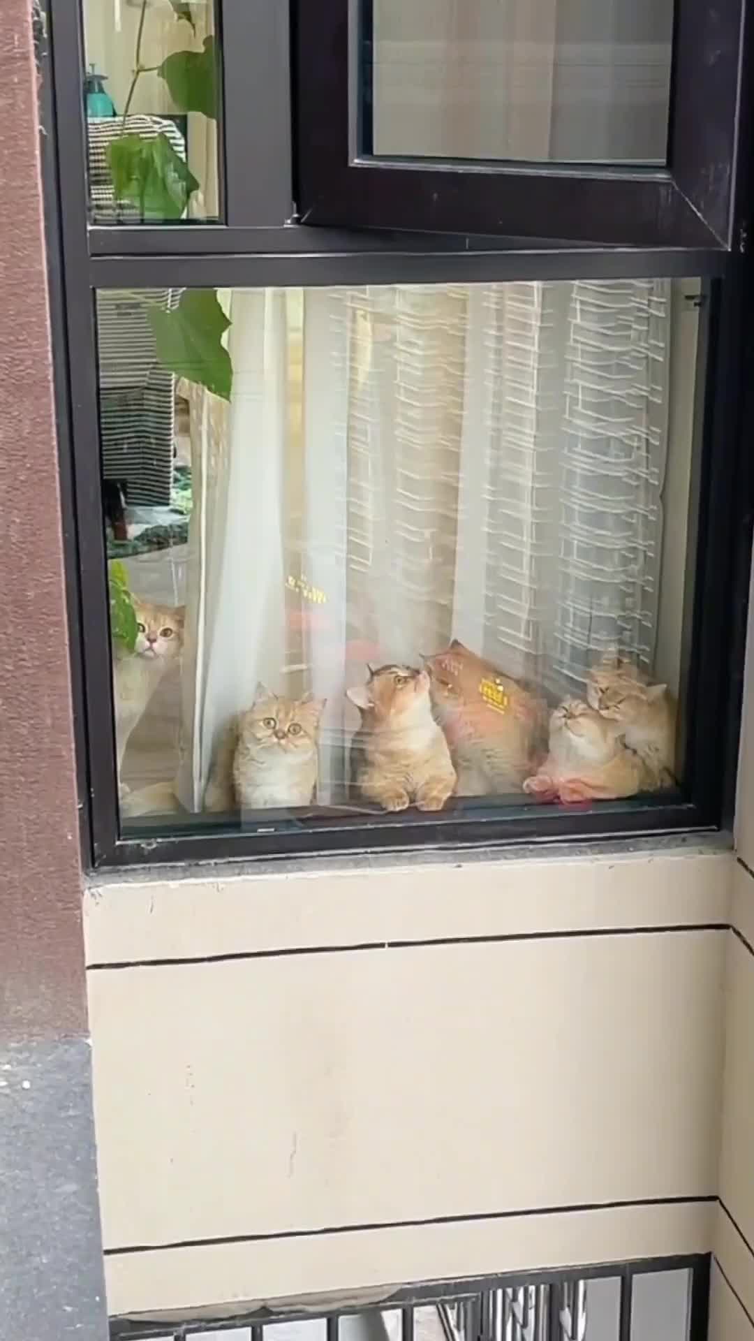 pengen satu biji