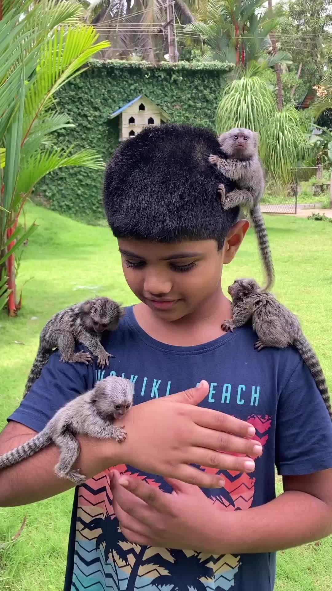 Ada yang tau ini monyet jenis apa?
