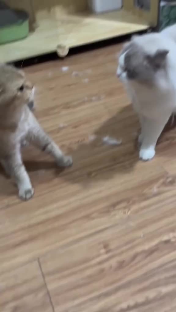 Cat fight