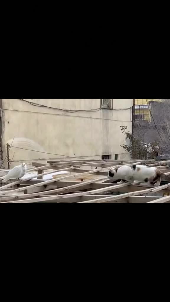 Tonton sampe habis ya gaes