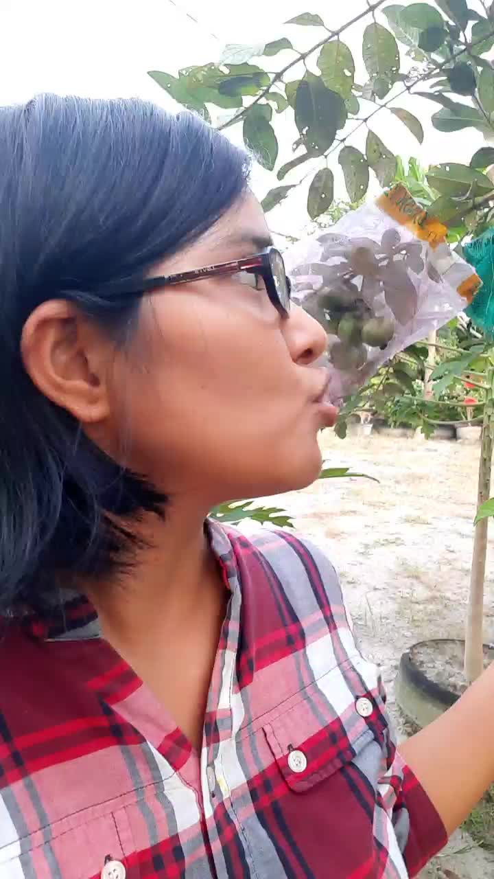 jambu kristal