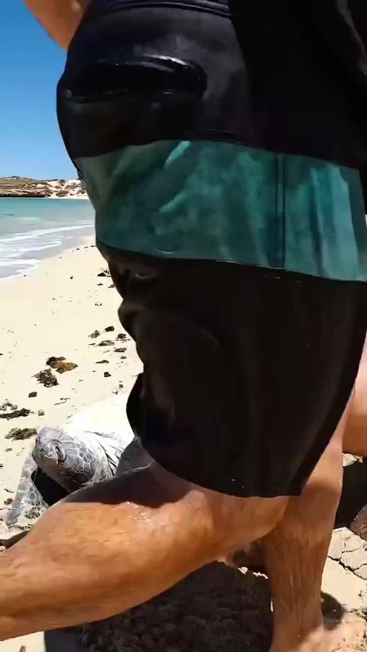helping sea turtle