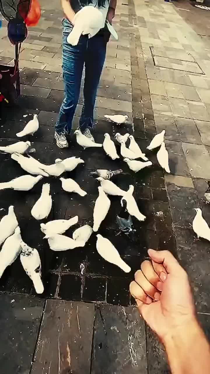 Merpati kena prank