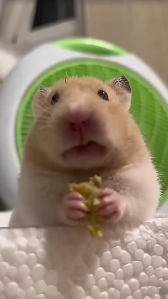 Lagi anteng banget makan sendiri