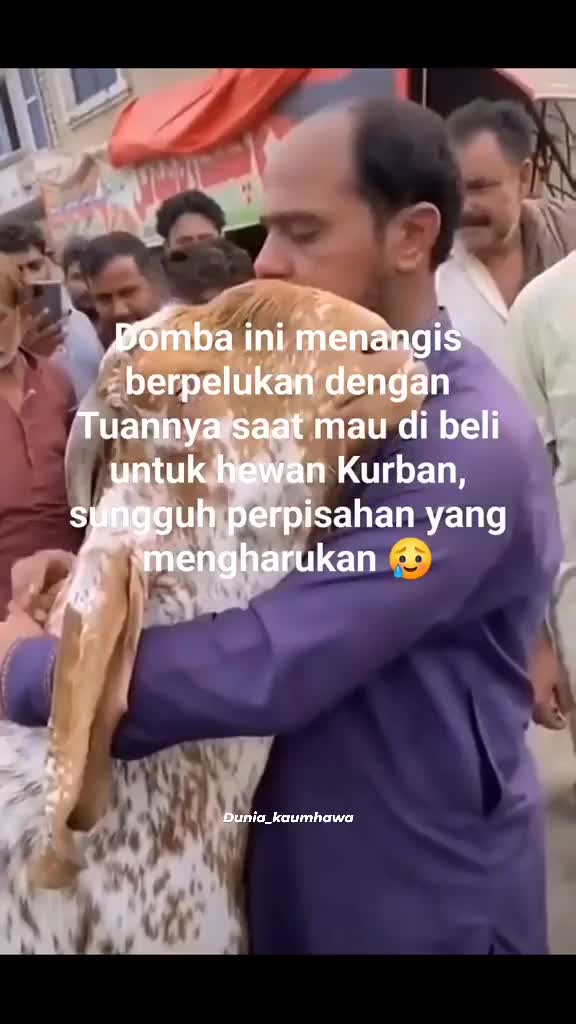 Perpisahan saat seorang laki laki hendak menjual kambing yang ia pelihara dari kecil 🥺