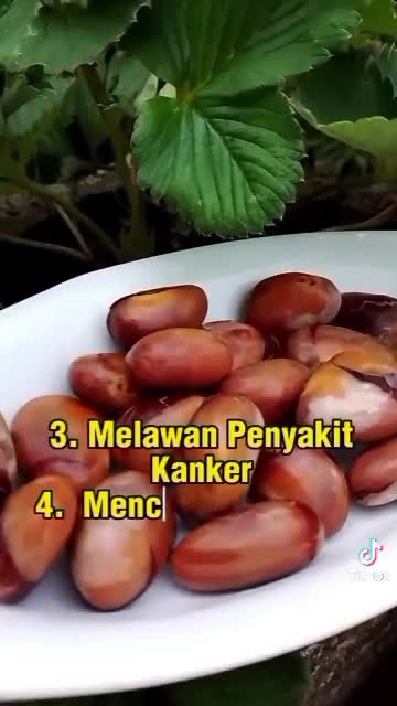 manfaat biji nangka