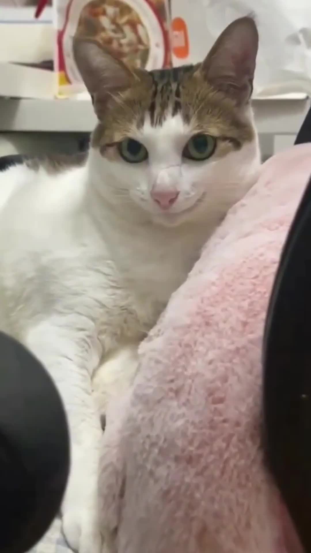 The cute, the creepy, the traumatised