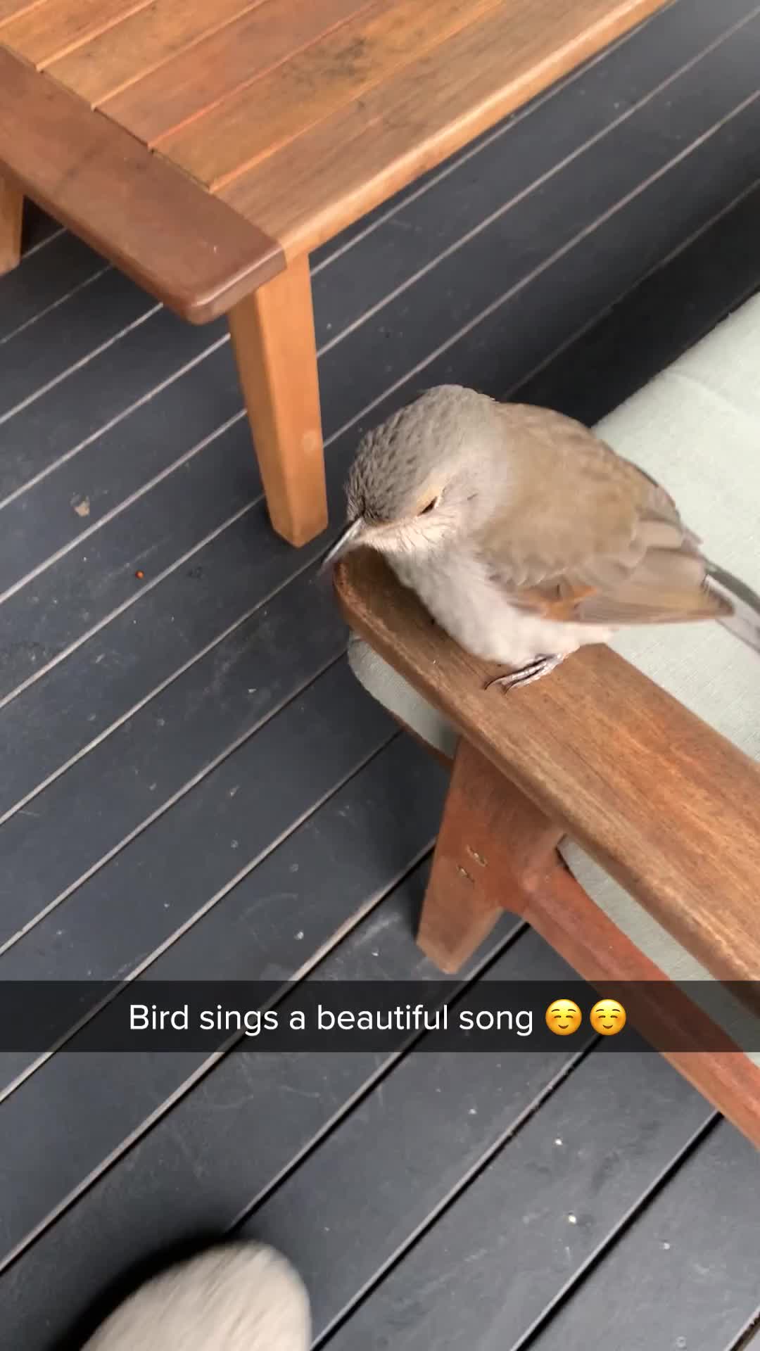 Disamperin Burung Buat Nyanyi