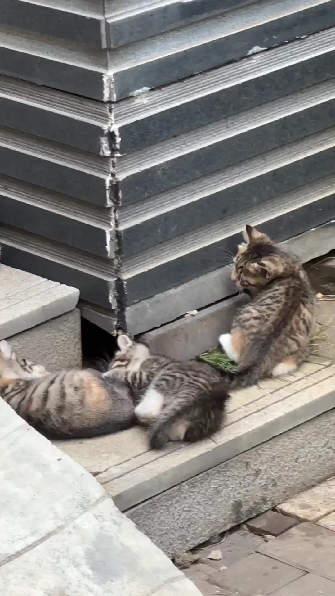 Ibu rumah tangga dan para bayi kematiannnya