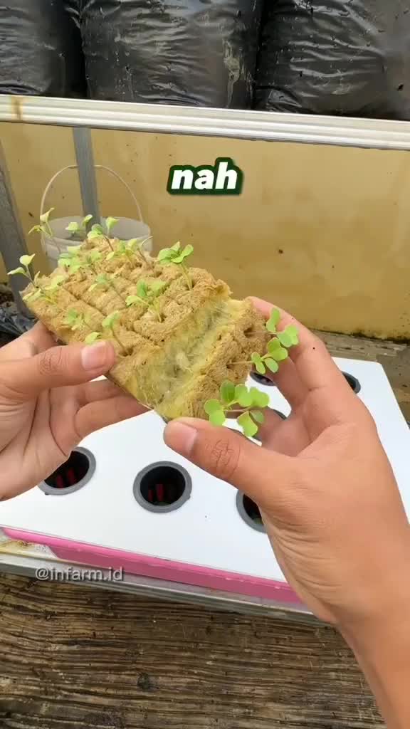 Sekali panen cukup untuk satu keluarga