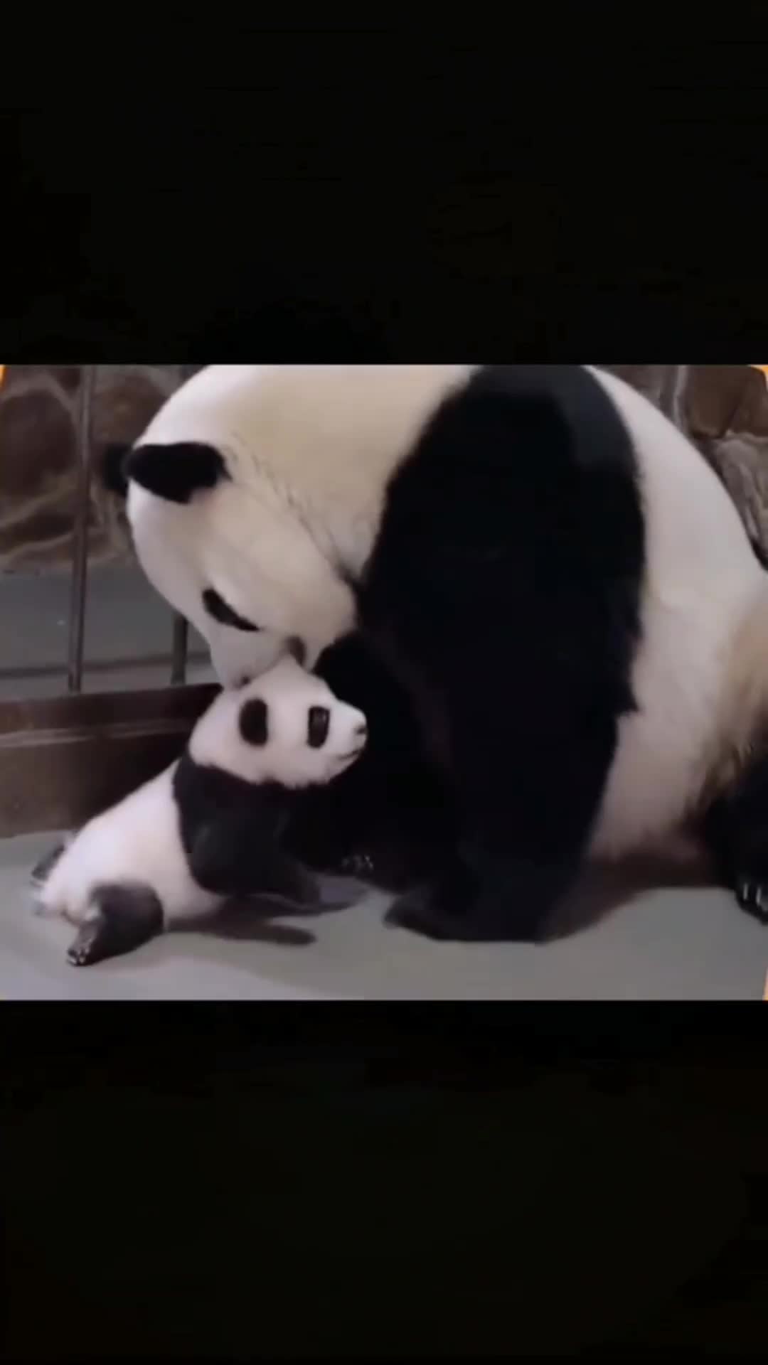 ternyata kecil ya bayi Panda