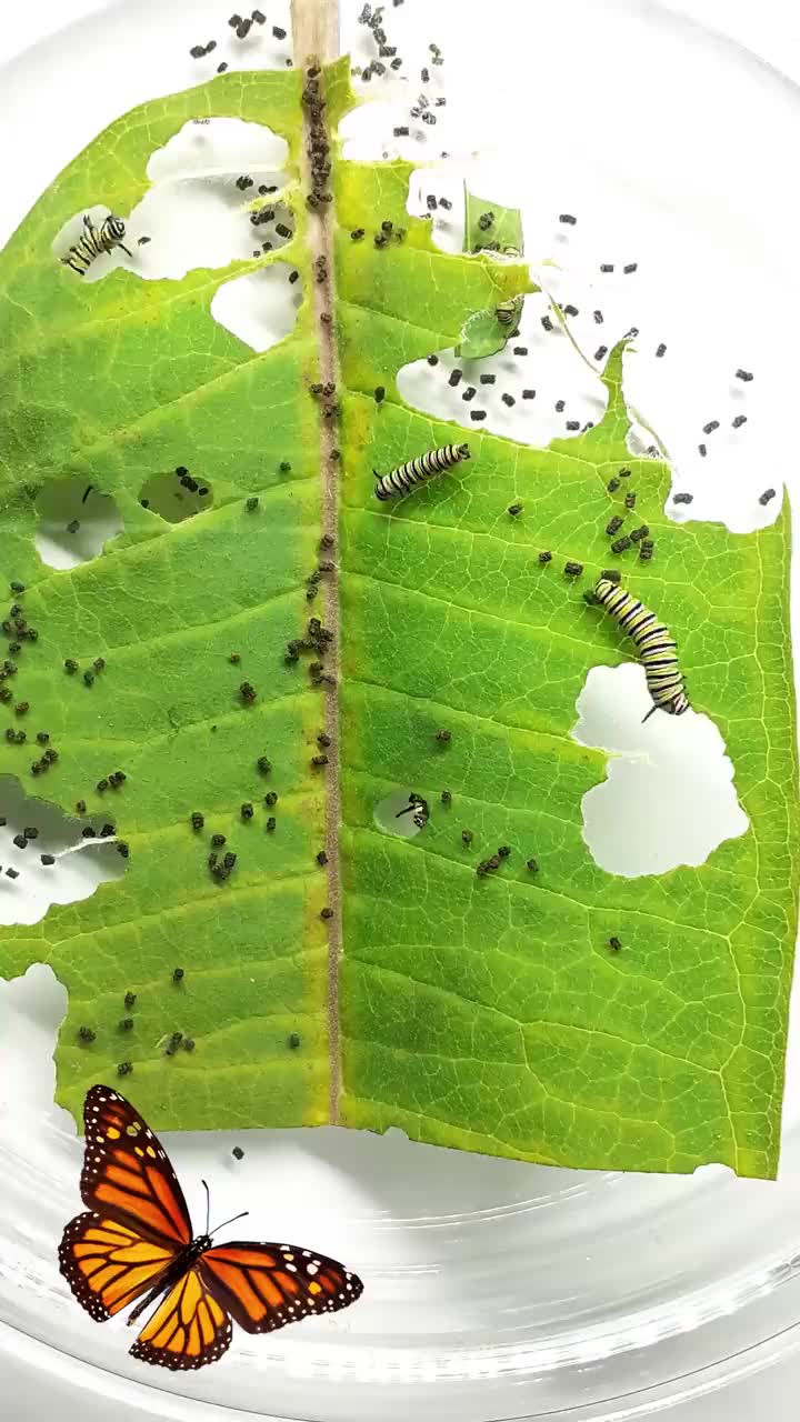 zoom ulat memakan daun