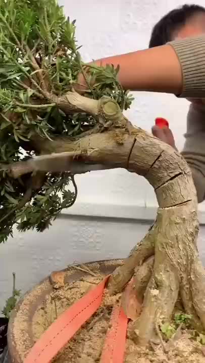 membentuk bonsai