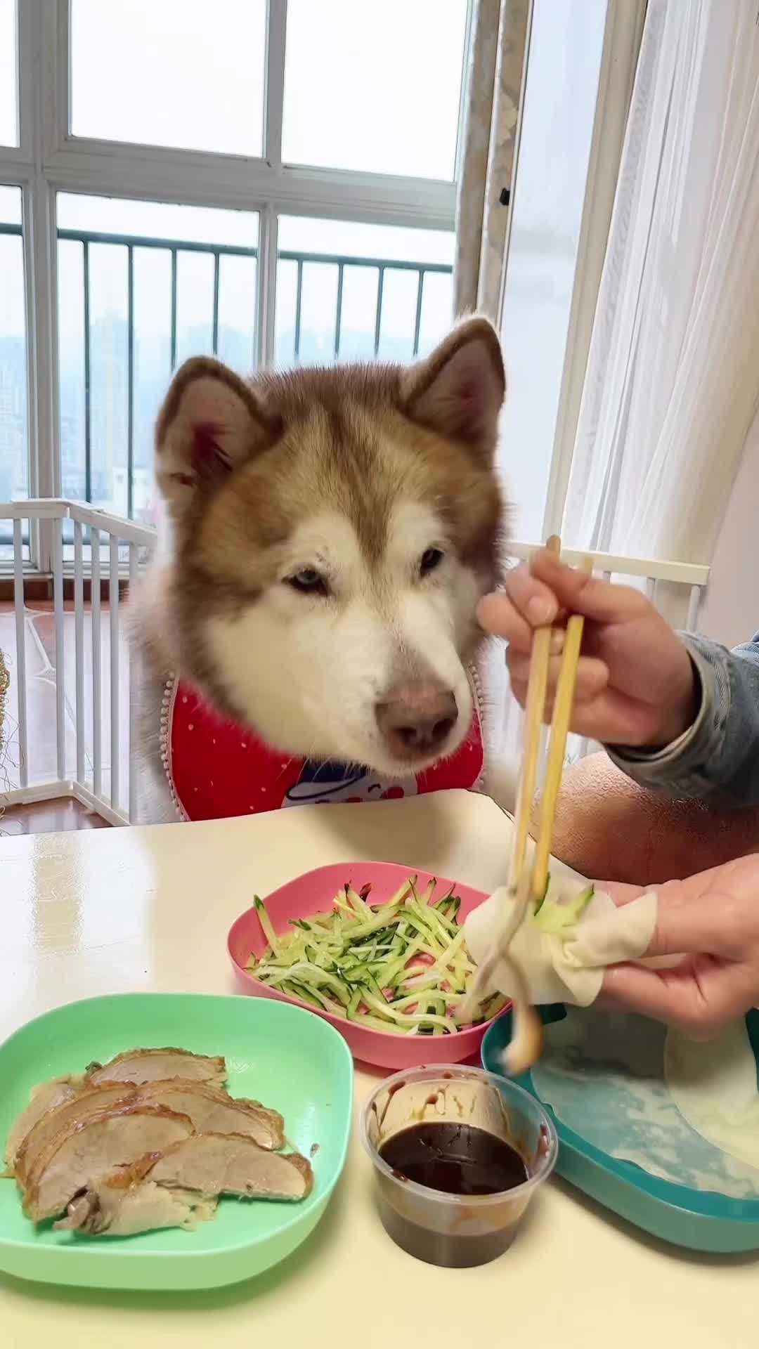 banyak mau anjing.