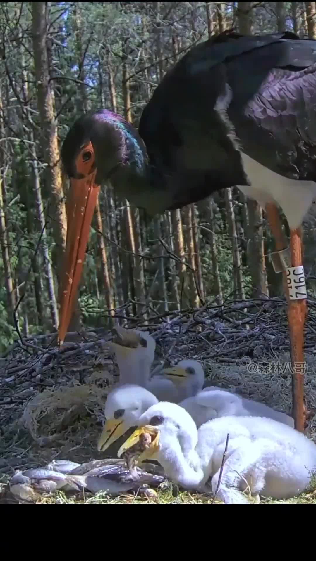 Waktunya sarapan para bayiii