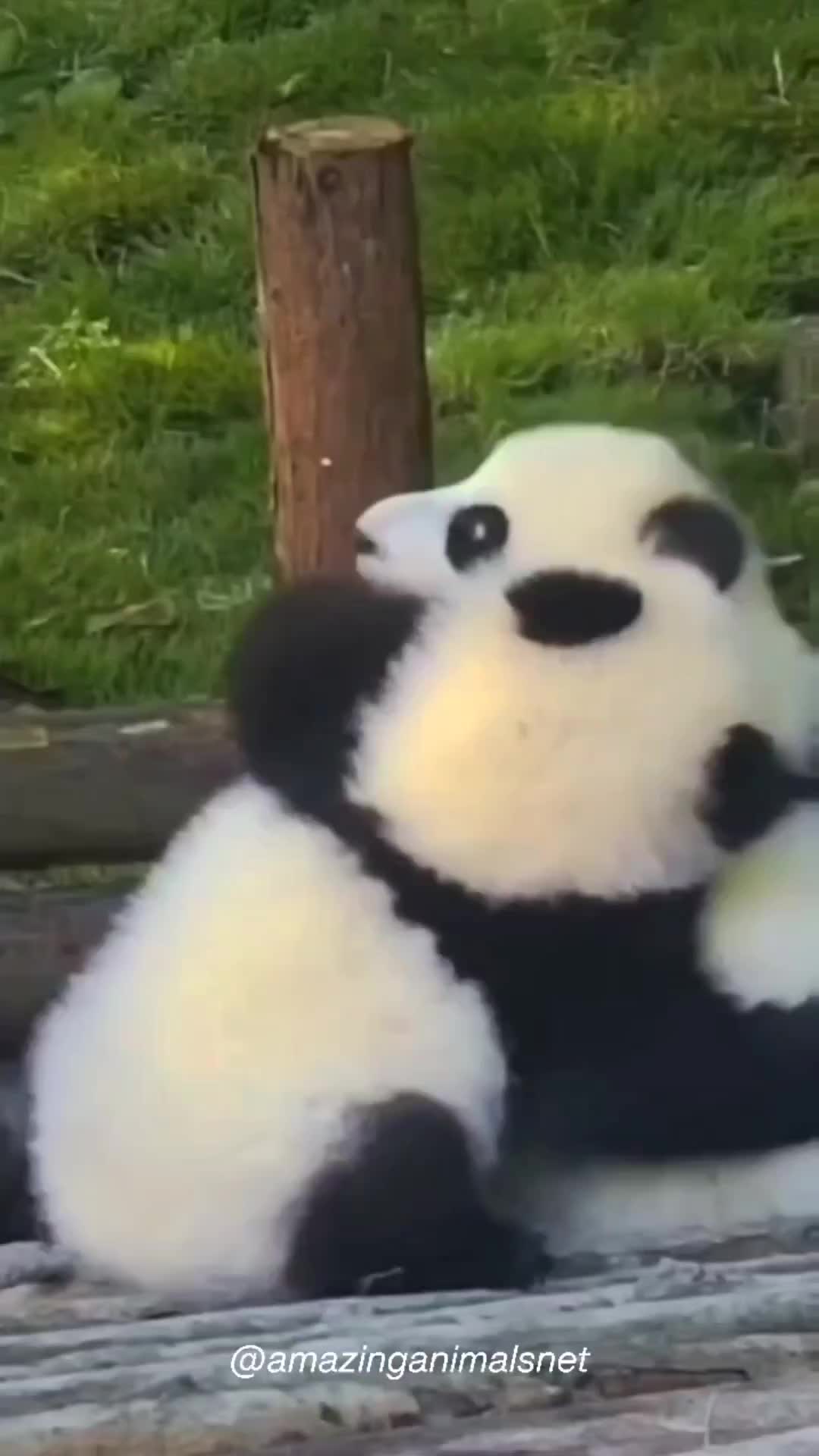 Pelukan panda