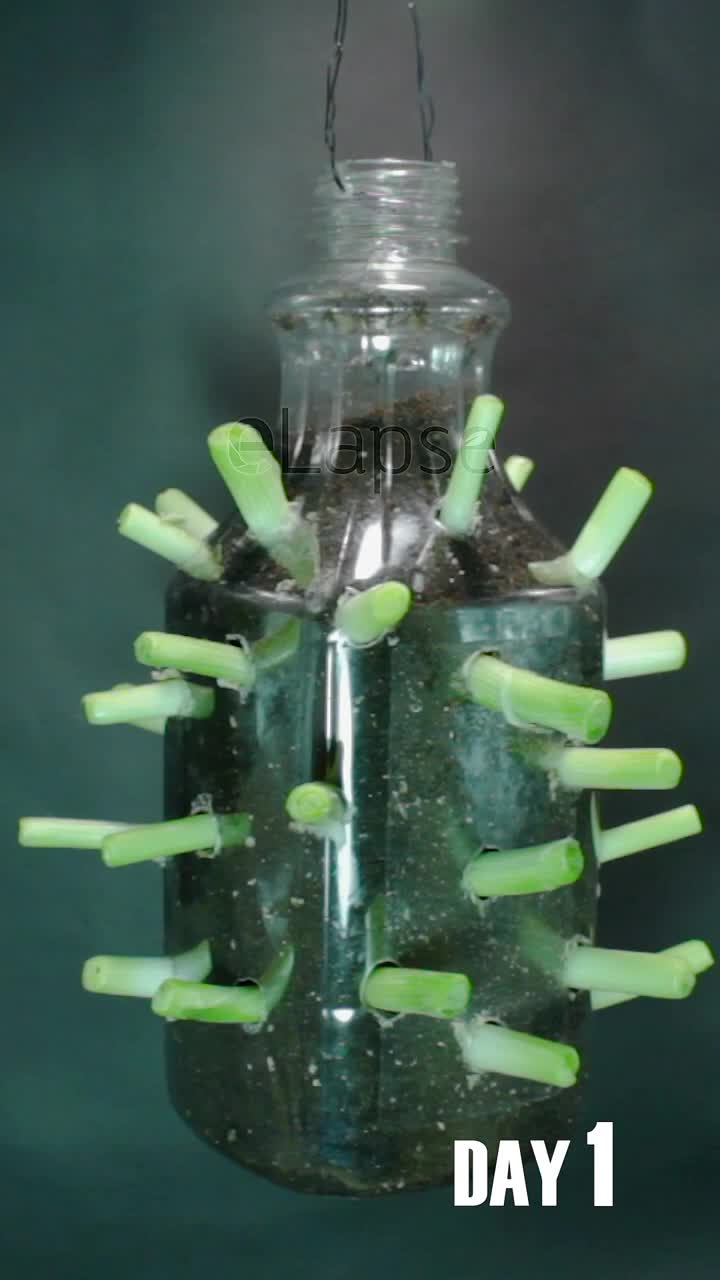 time lapse daun bawang
