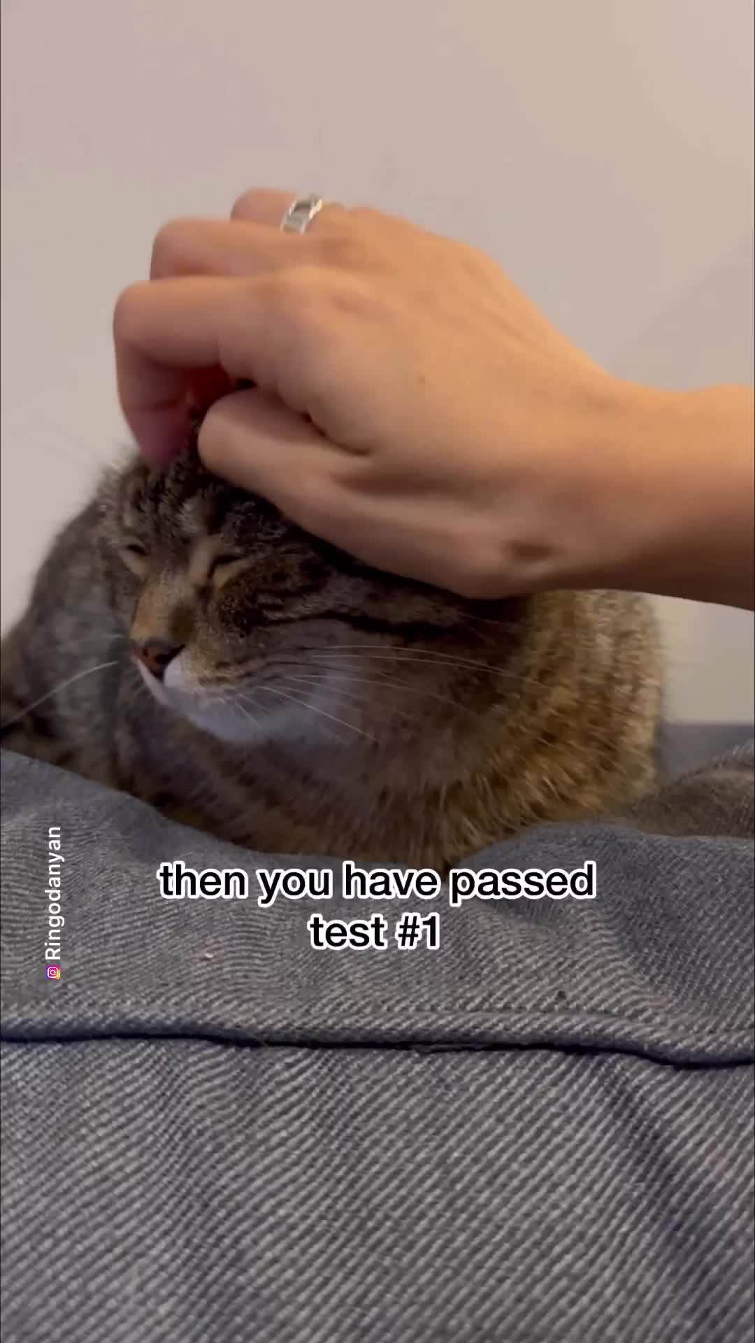 coba ini utk tau kucing mu percaya sama kamu atau tidak 