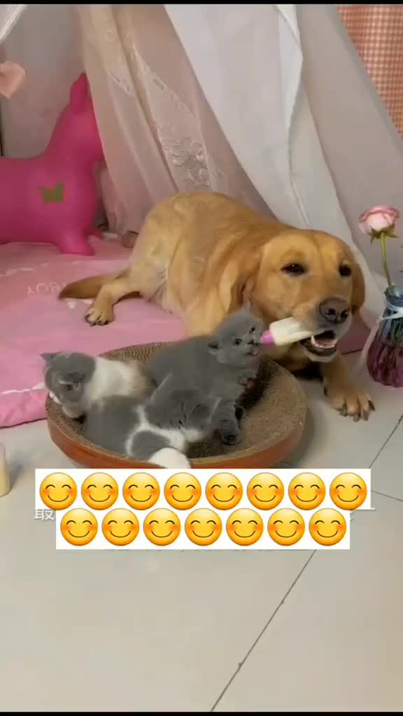 Lagi ngasuh bayik kucing nih bos