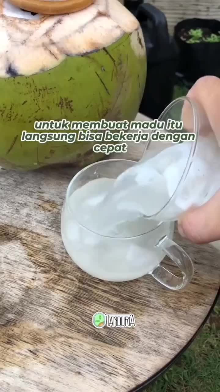 cara minum kelapa yang baik