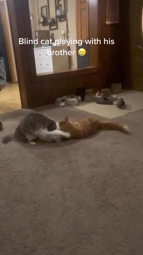 kucing tidak bisa melihat sedang bermain bersama saudaranya