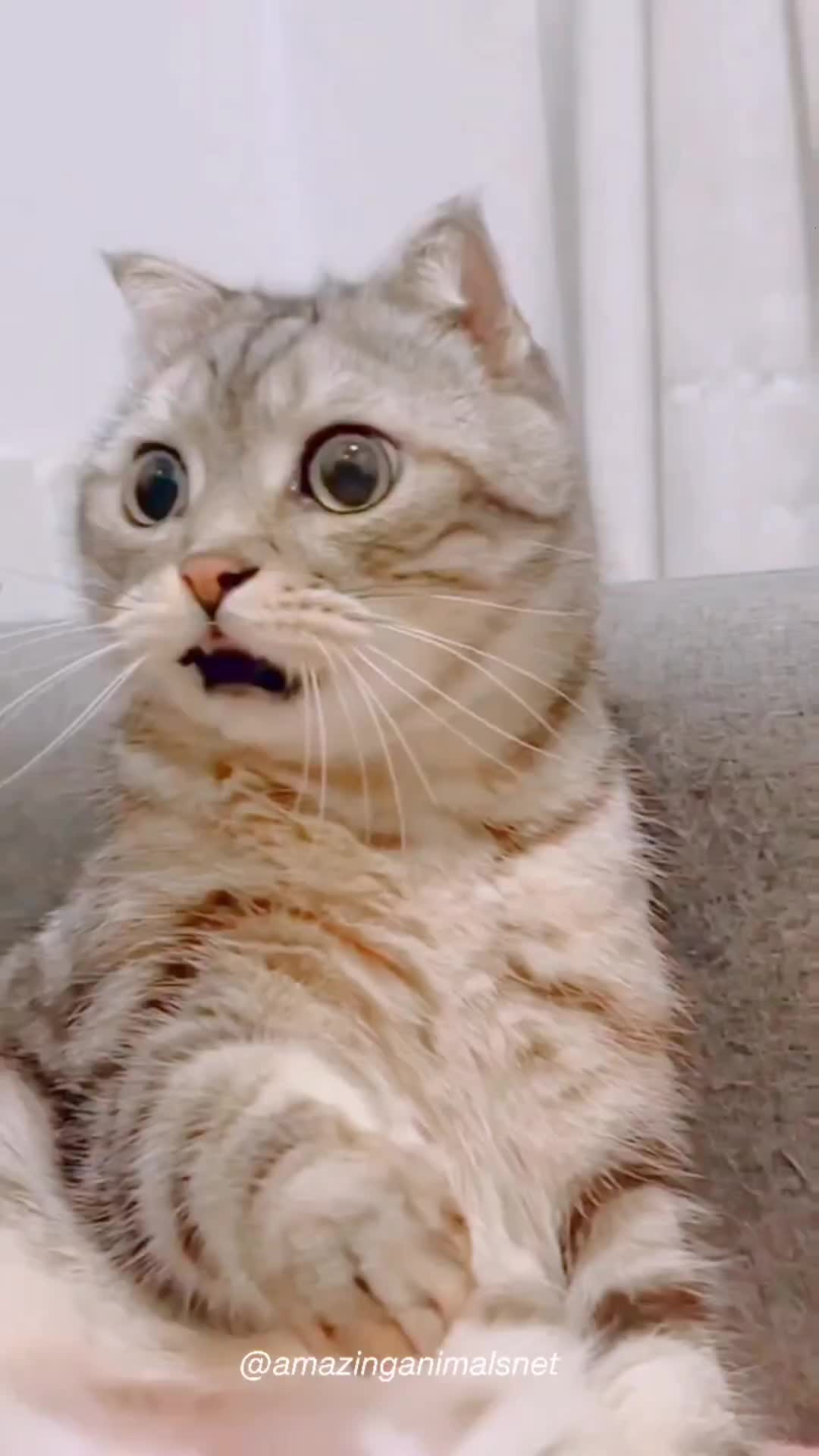 Shock