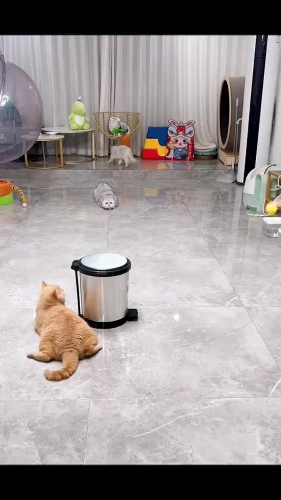 Apes bener jadi oyen