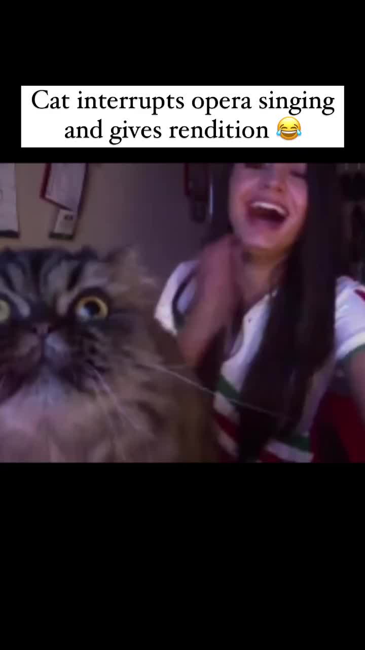 cat in frame n in tune