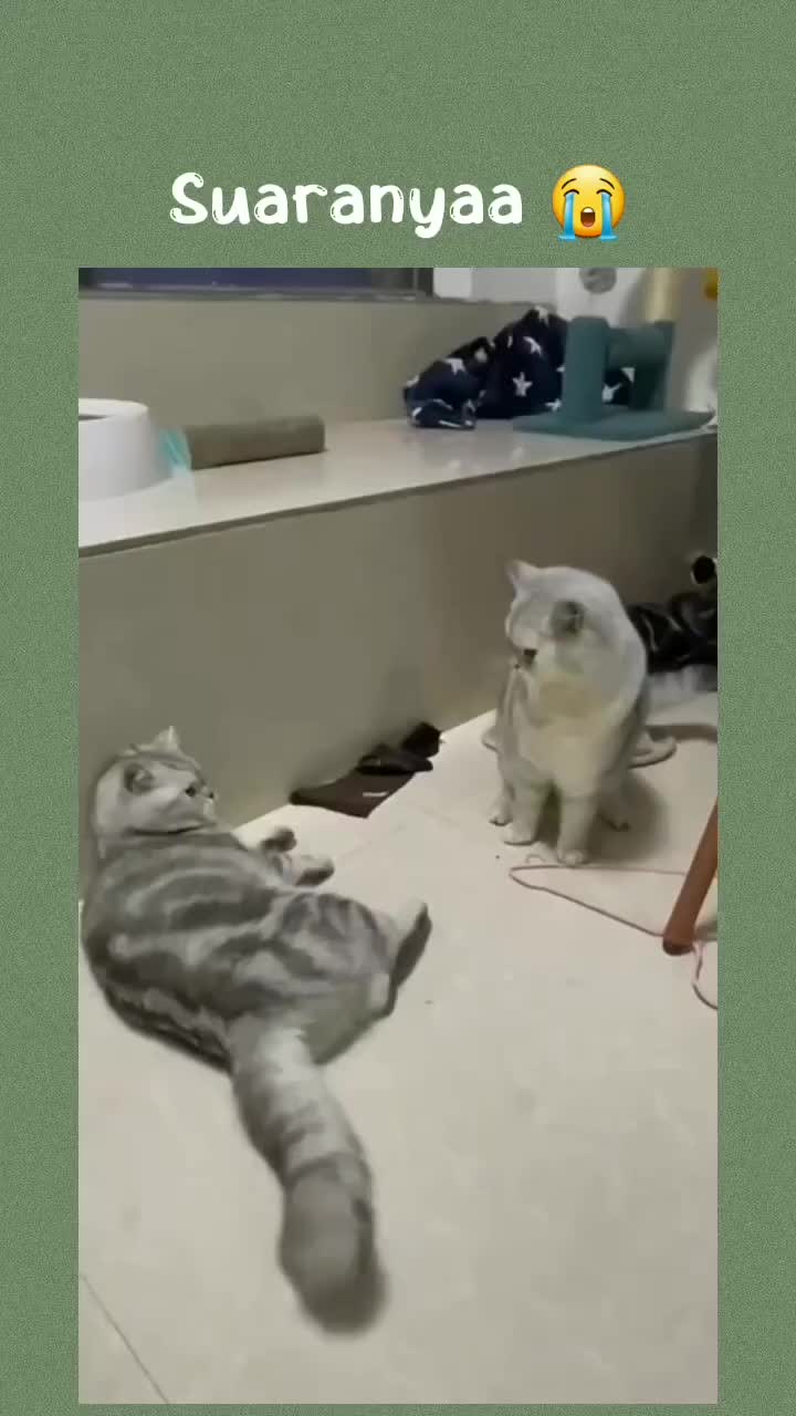 Berantem aja gemoyy