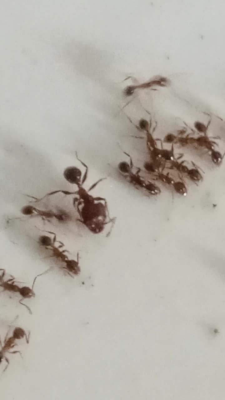 the ants n king