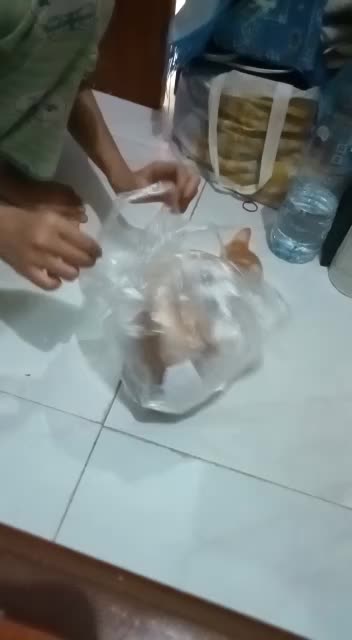 Kucing lucu