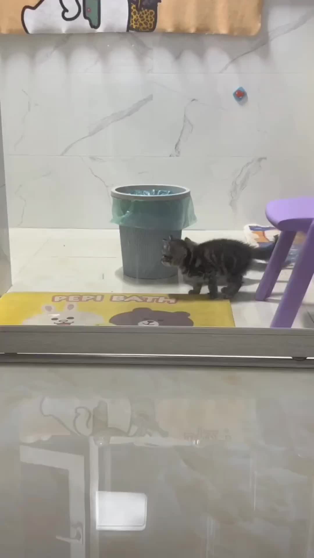 duh malu tuh pasti kucingnya