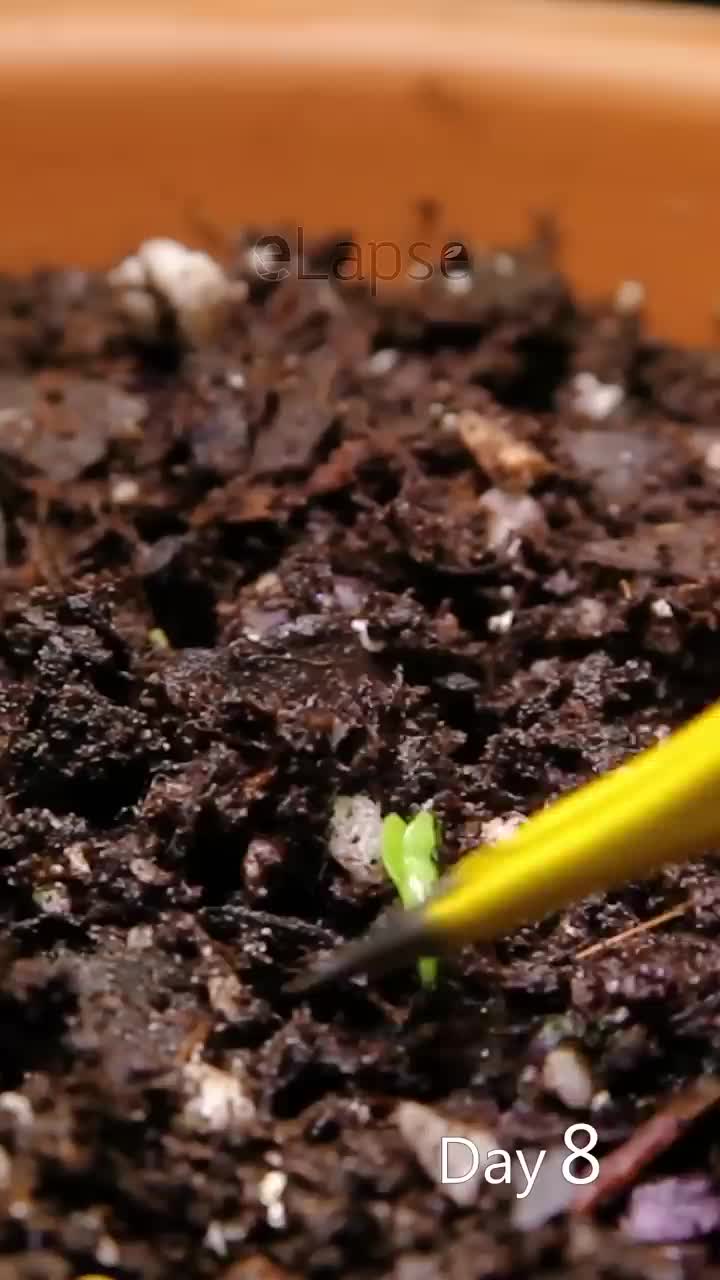 time lapse buah naga