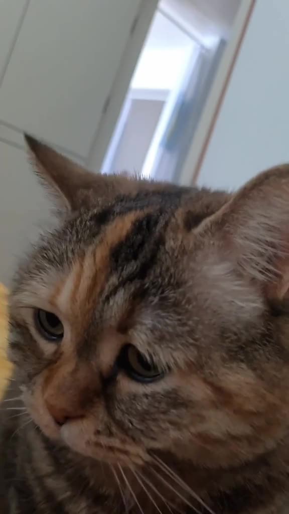 Suara kucing gemezzz