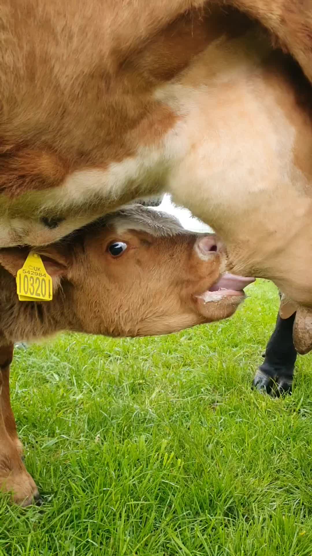 Lagi mimik