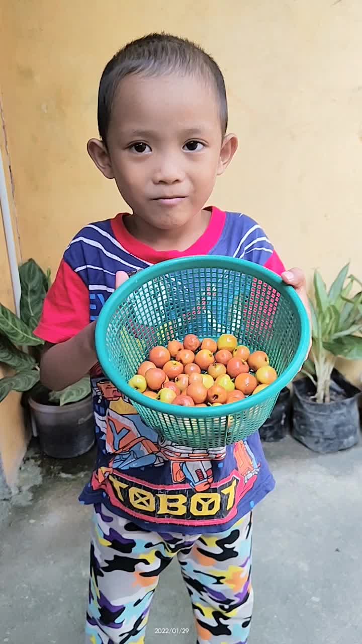 Buah Bidara yang jarang orang tahu kalau ini sangat enak 