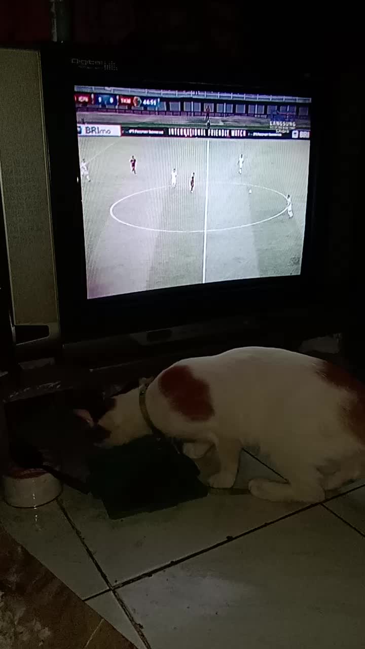 gemoy hobi nonton bola