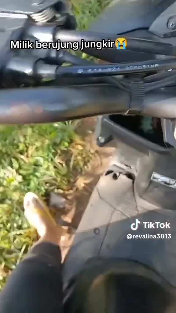 tikusrug