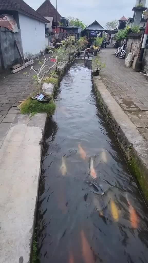 Lokasinya ada di Desa Banguliman Buruan Gianyar, Bali. Bisa nih jadi referensi buat desa desa yang lain