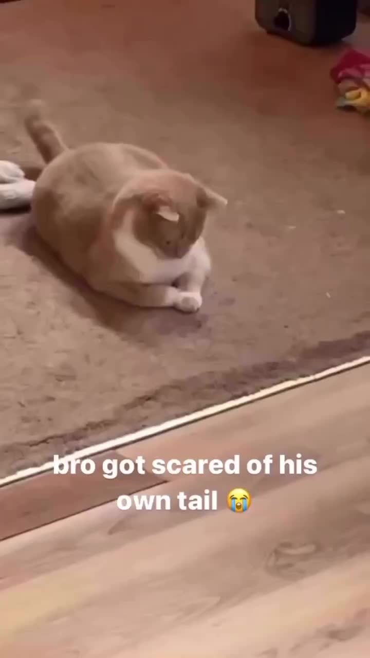 kaget sama buntutnya sendiri