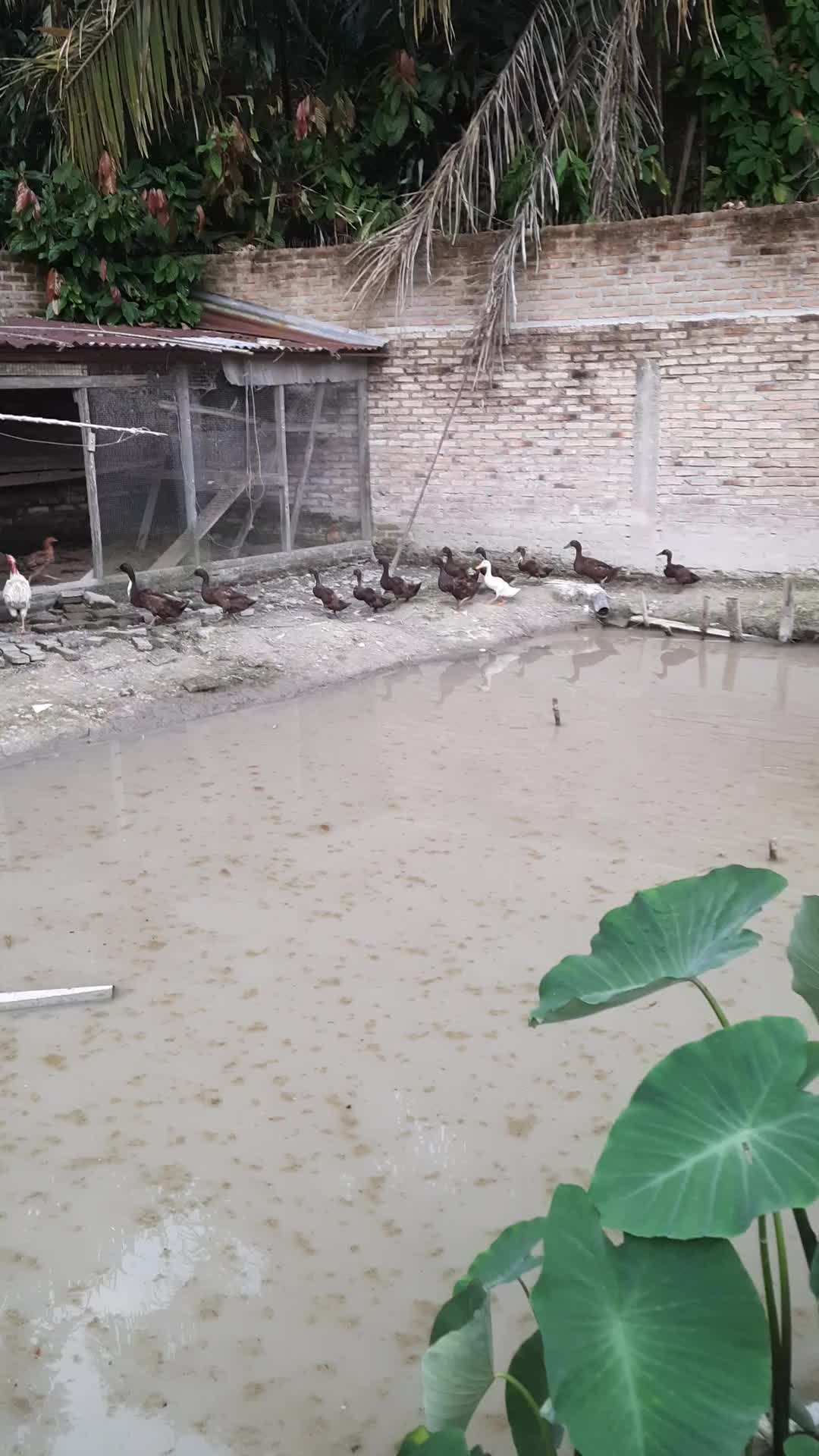 bebek baris berbaris...