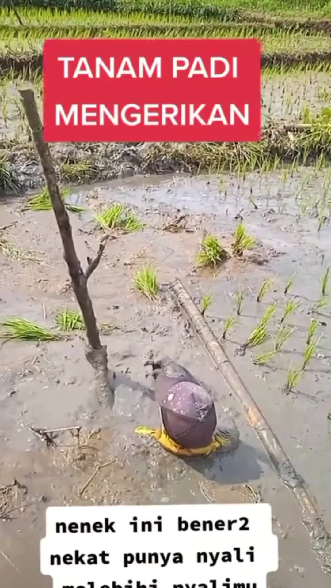 The Real nenek2 mandi lumpur. Nanemnya juga bener mundur bukan maju kayak nenek yang onoh