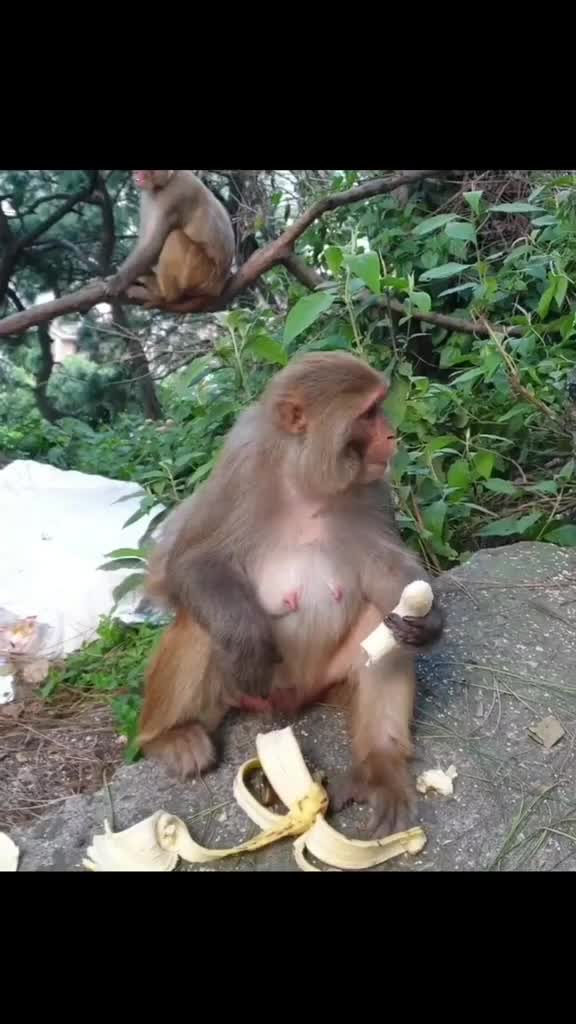 Siapa yang doyan pisang
